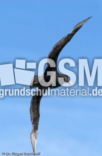 Riesensturmvogel (31 von 32).jpg